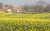 Rapsfeld